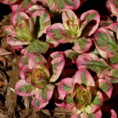 Вербейник АЛЕКСАНДР точечный в Жлобине