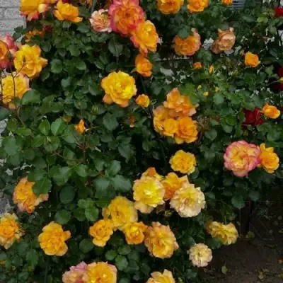 Роза САХАРА плетистая в Жлобине