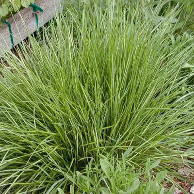 Вейник АВАЛАНШ остроцветковый в Жлобине