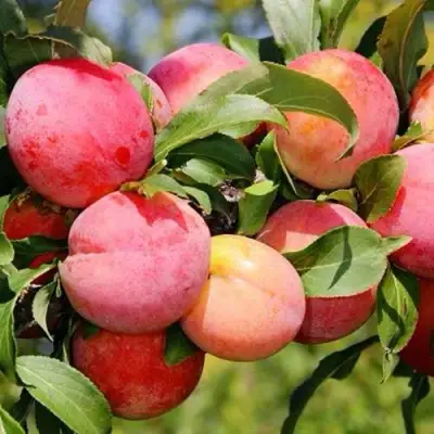 Слива ФАВОРИТЕ ДЕ СУЛТАНО в Жлобине