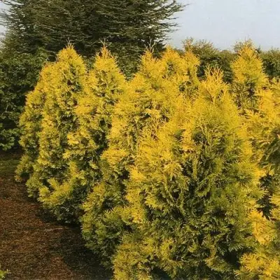 Туя ЕВРОПА ГОЛД западная в Жлобине