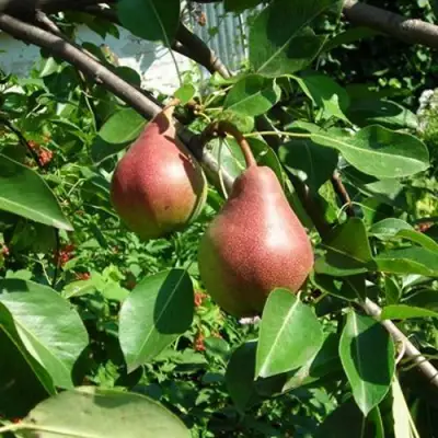 Груша РУМЯНАЯ КЕДРИНА в Жлобине