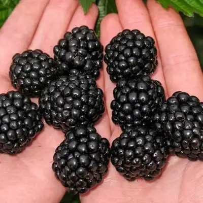 Ежевика ДЖАМБО бесшипная  в Жлобине