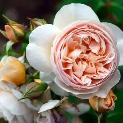 Роза ДЖУЛЬЕТТА английская в Жлобине