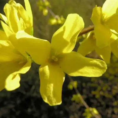 Форзиция ФОРЧУНА в Жлобине