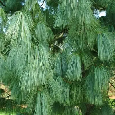 Сосна гриффита в Жлобине