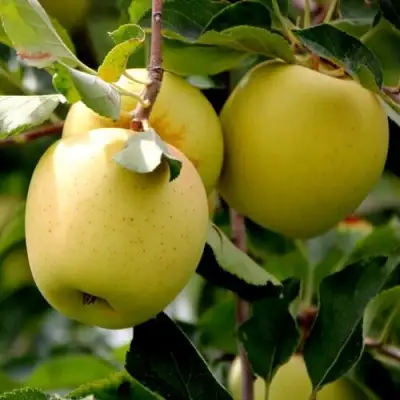 Яблоня ГОЛДЕН ВЛАДИМИРСКИЙ в Жлобине