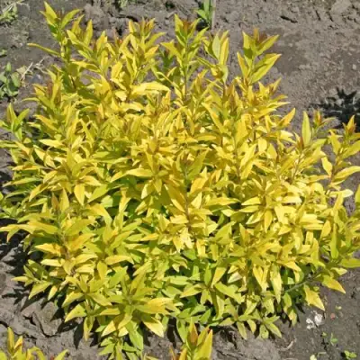 Бирючина АУРЕА обыкновенная в Жлобине