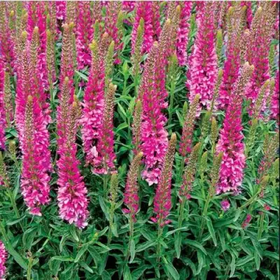 Вероника РОНИКА ФУКСИЯ в Жлобине