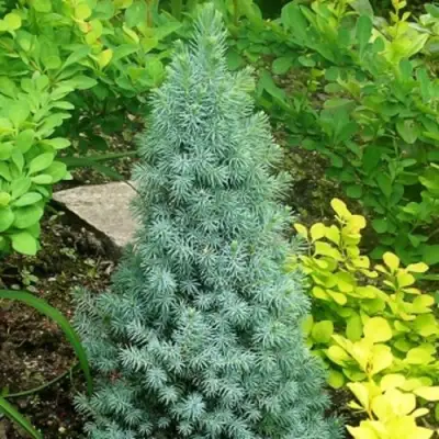 Ель КОНИКА сизая в Жлобине