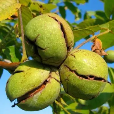 Грецкий орех ПИНСКИЙ в Жлобине