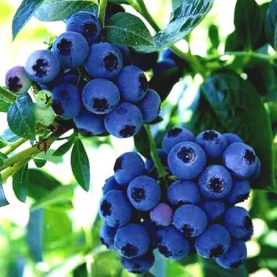 Голубика РЕКА в Жлобине