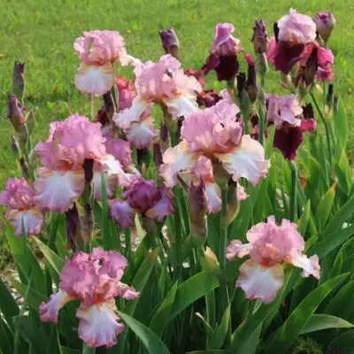 Ирис БЛАШИНГ ПИНК бородатый в Жлобине