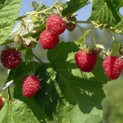 Малина КОЛОКОЛЬЧИК в Жлобине