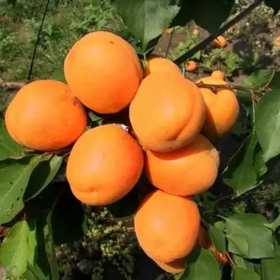 Абрикос ХАРГРАНД в Жлобине