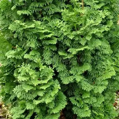 Туя СПИРАЛИС МИНИ западная в Жлобине