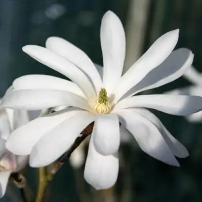 Магнолия РОЯЛ СТАР в Жлобине