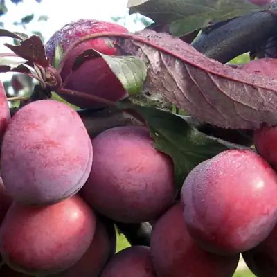 Слива ПАННА в Жлобине