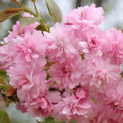 Сакура РОЗЕА ПЛЕНА в Жлобине