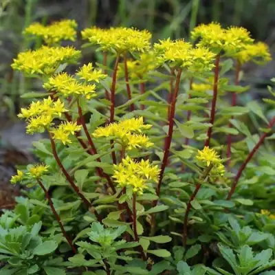 Очиток (седум) ИММЕРГРЮНХЕН в Жлобине