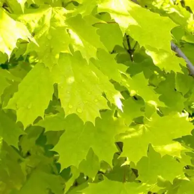 Клен ПРИНСЕТОН ГОЛД остролистный в Жлобине