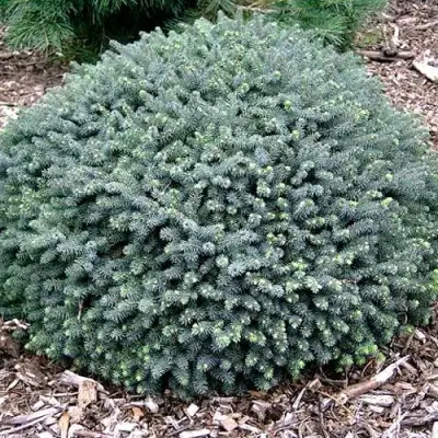 Ель ЭХИНИФОРМИС сизая в Жлобине