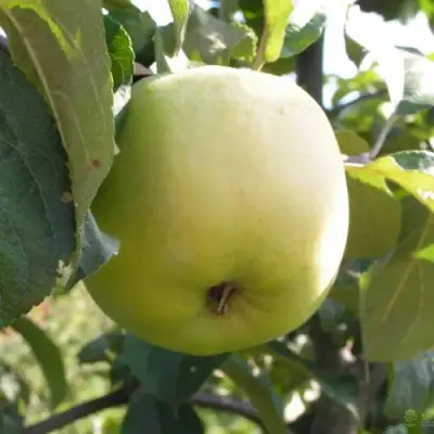 Яблоня АНТОНОВКА ОБЫКНОВЕННАЯ в Жлобине