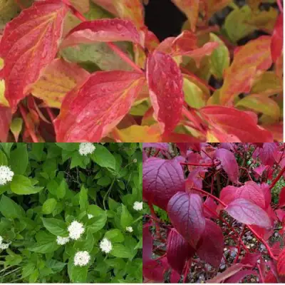 Комплект СЕВЕРНОЕ СИЯНИЕ в Жлобине