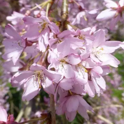 Сакура ПЕНДУЛА РУБРА в Жлобине