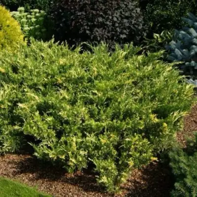 Можжевельник ВАРИЕГАТА казацкий  в Жлобине