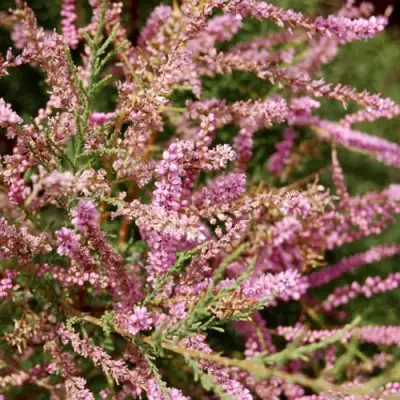 Тамарикс ПИНК КАСКАД в Жлобине