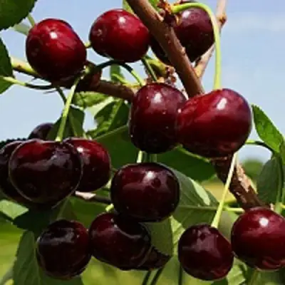 Вишня РОВЕСНИЦА в Жлобине