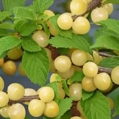 Вишня СНЕВИТ войлочная в Жлобине