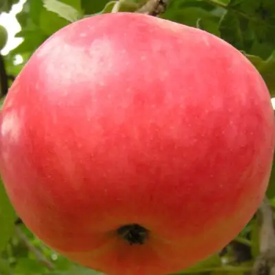 Яблоня СУЙСЛЕПСКОЕ (МАЛИНОВКА) в Жлобине