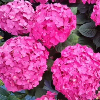 Гортензия ЭНДЛЕСС САММЕР ЛАВ крупнолистная в Жлобине