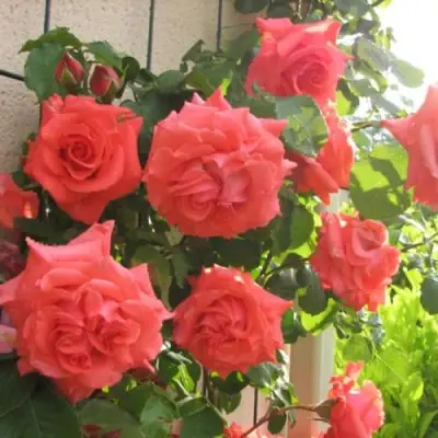 Роза ДИ ДИ БРИДЖУОТЕР плетистая в Жлобине