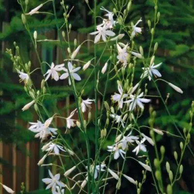 Венечник ветвистый в Жлобине