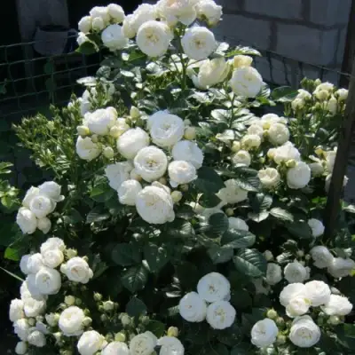 Роза АРТЕМИС шраб в Жлобине