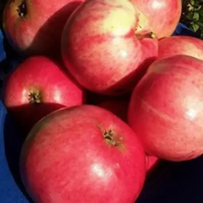 Яблоня СУЙСЛЕПСКОЕ (МАЛИНОВКА) в Жлобине