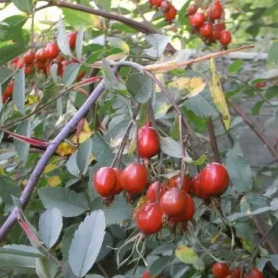 Роза сизая в Жлобине