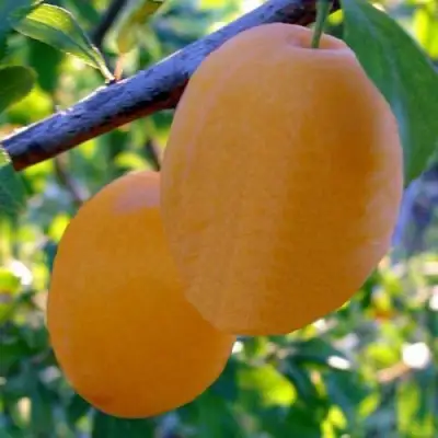 Слива НАТАША в Жлобине