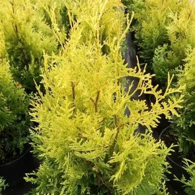 Туя ГОЛДЕН БРАБАНТ западная в Жлобине