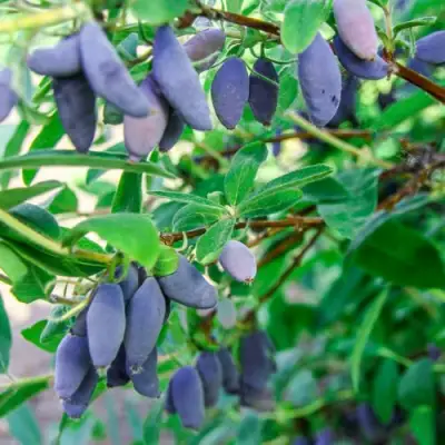 Жимолость съедобная БЛЮ БАНАНА (ГОЛУБОЙ БАНАН) в Жлобине