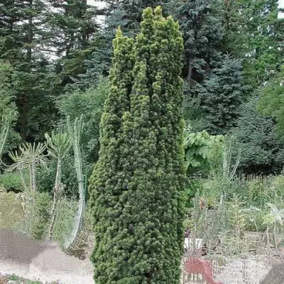 Тис ФАСТИГИАТА РОБУСТА  ягодный  в Жлобине