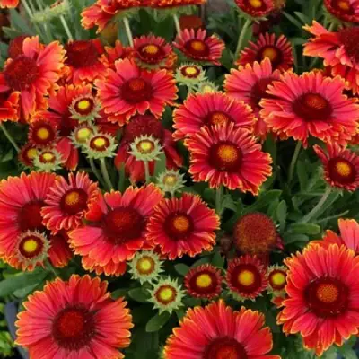 Гайлардия АРИЗОНА РЕД ШЕЙДС в Жлобине