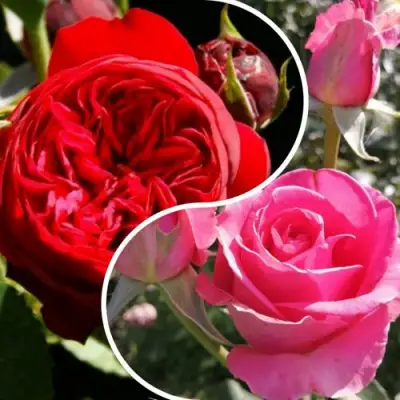 Комплект РОМАНТИЧЕСКИЙ БУКЕТ в Жлобине