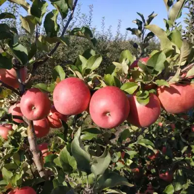 Яблоня ЧЕМПИОН РЕНО в Жлобине