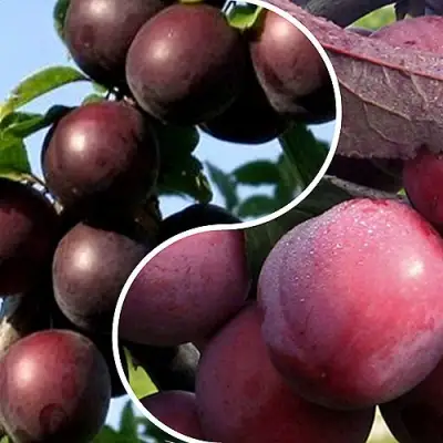 Комплект ИЗЮМИНКА САДА в Жлобине