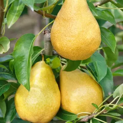 Груша ДЮШЕС ЛЕТНИЙ в Жлобине