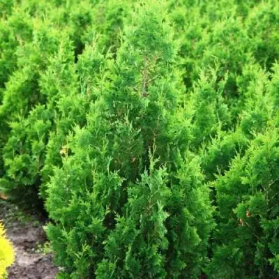 Туя СПИРАЛИС западная в Жлобине